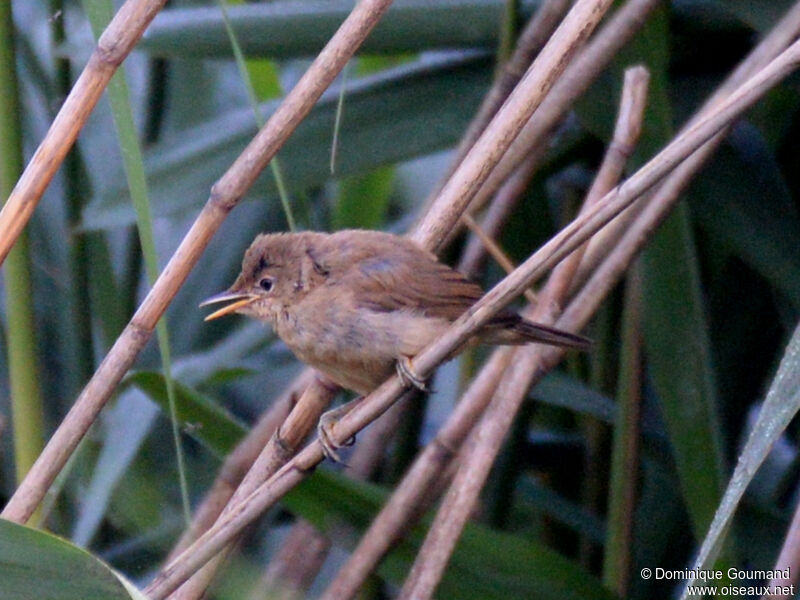 Common Reed Warbleradult