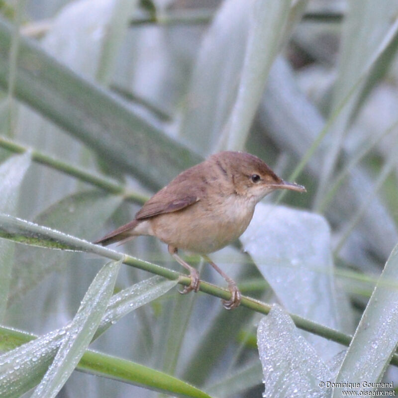 Common Reed Warbleradult