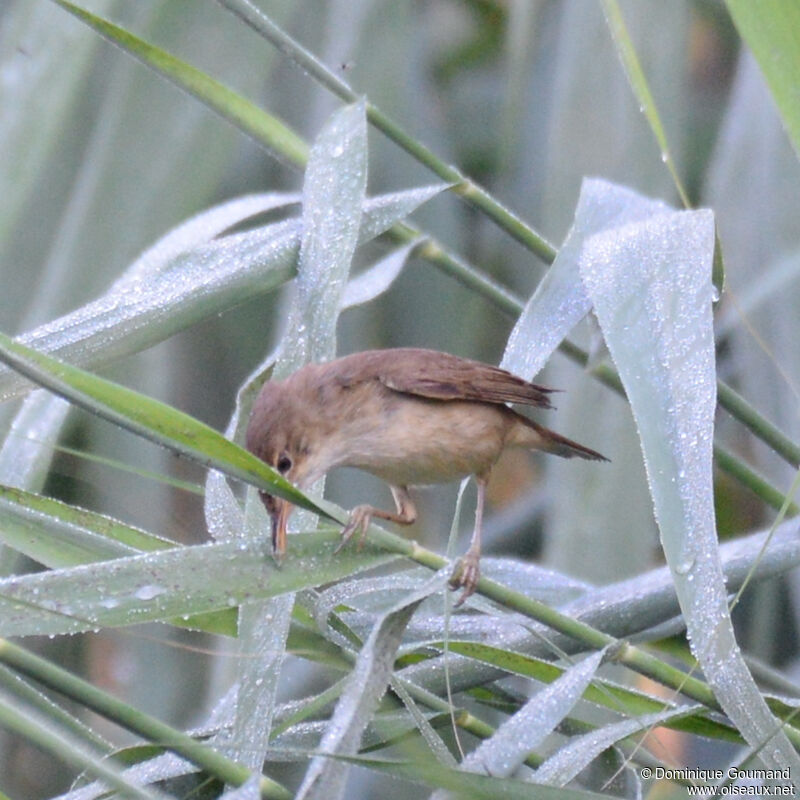 Common Reed Warbleradult