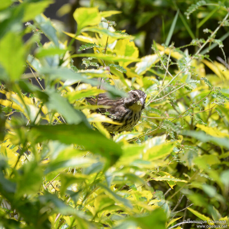 Serin striéadulte, identification, mange