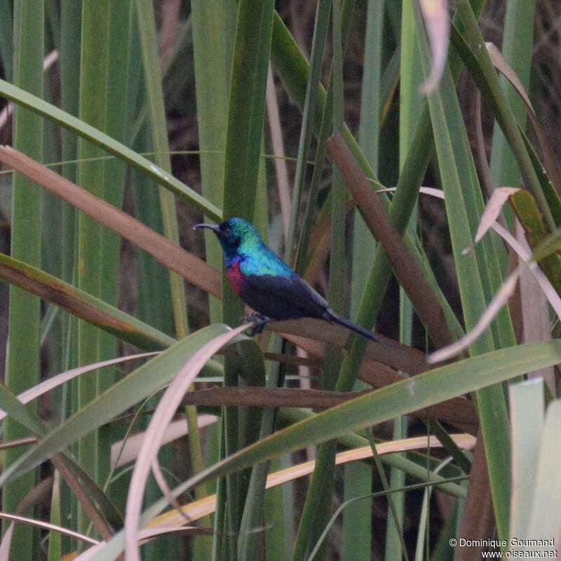 Souimanga à ceinture rouge mâle adulte, habitat