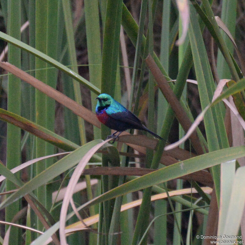 Souimanga à ceinture rouge mâle adulte, habitat