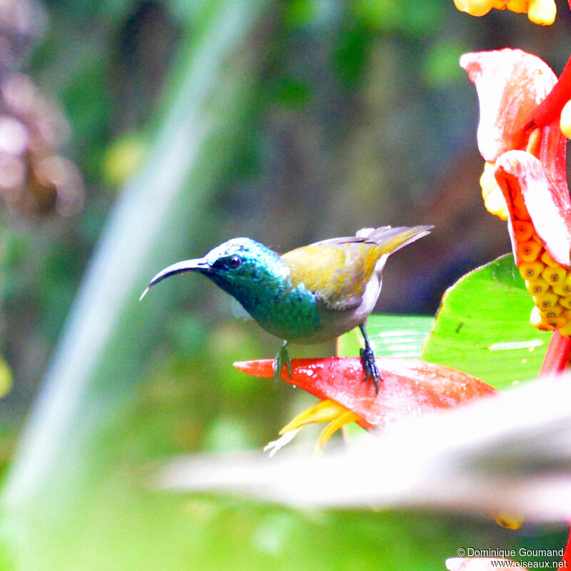 Green-headed Sunbird male adult