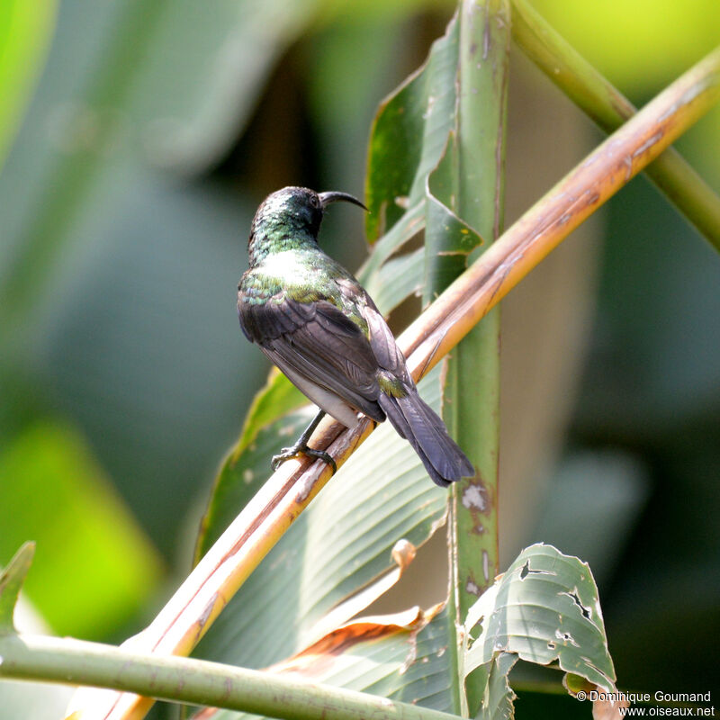 Souimanga bronzé mâle adulte, identification