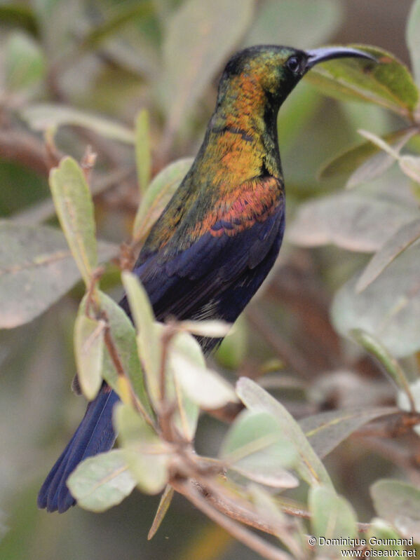 Copper Sunbird male adult