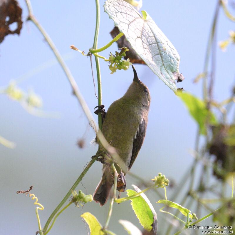 Northern Double-collared Sunbird female adult, identification, eats