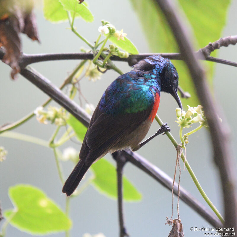 Northern Double-collared Sunbird male adult, identification, eats