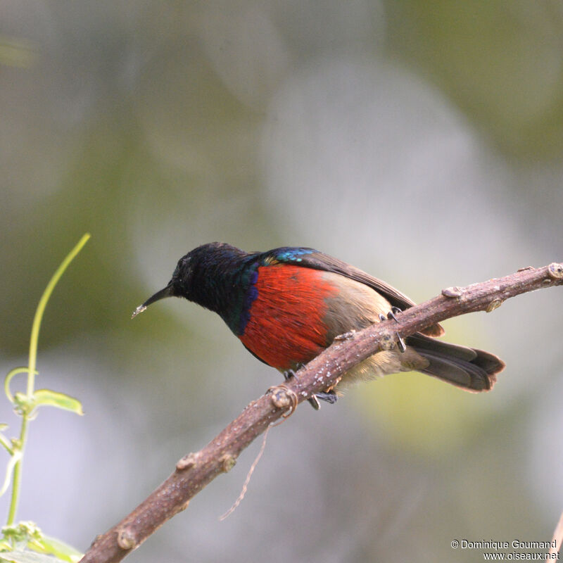 Northern Double-collared Sunbird male adult, identification