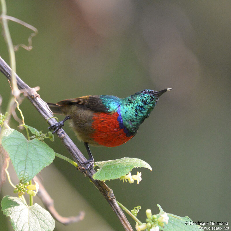 Northern Double-collared Sunbird male adult, identification