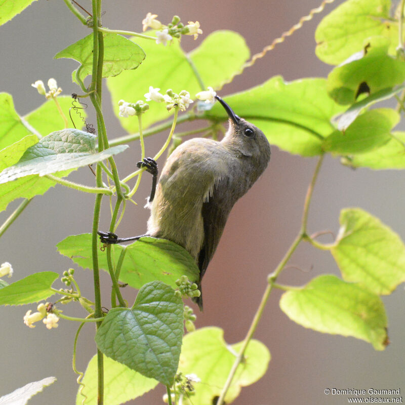 Northern Double-collared Sunbird female adult, identification, eats