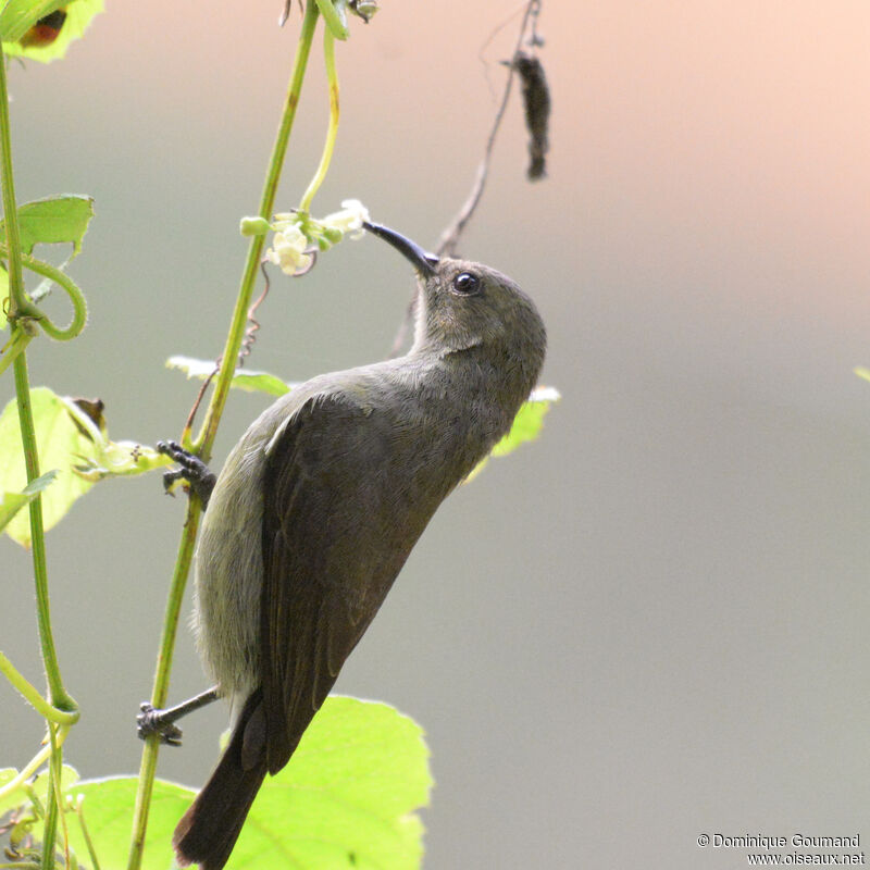 Northern Double-collared Sunbird female adult, close-up portrait, eats