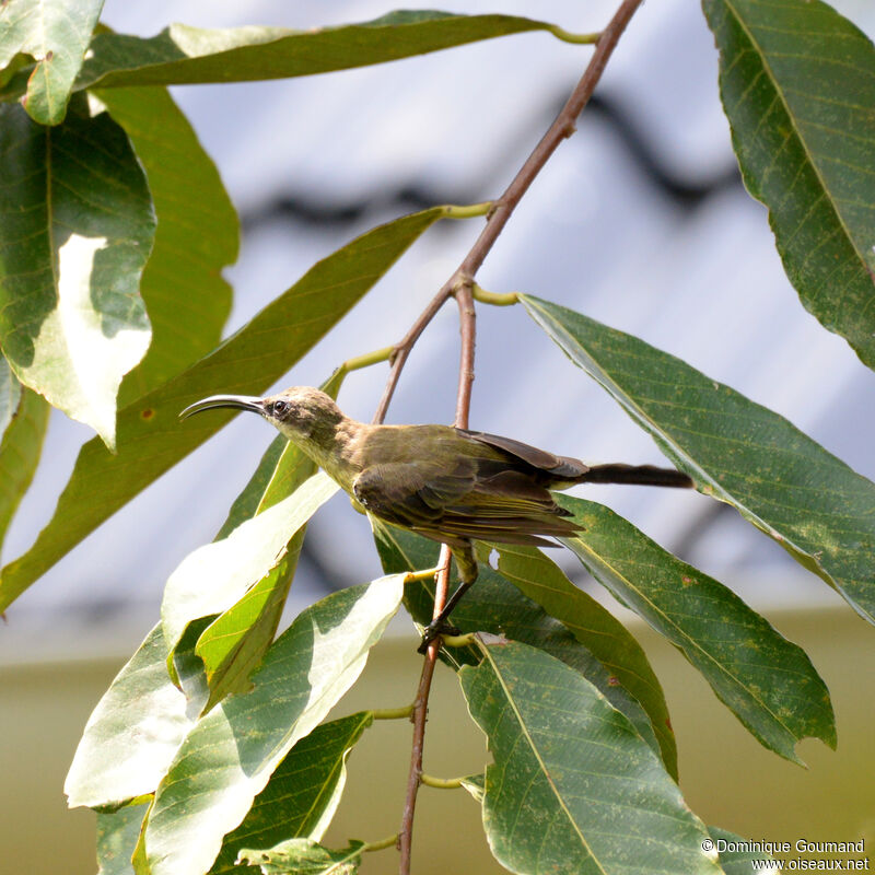 Souimanga olivâtreadulte, identification