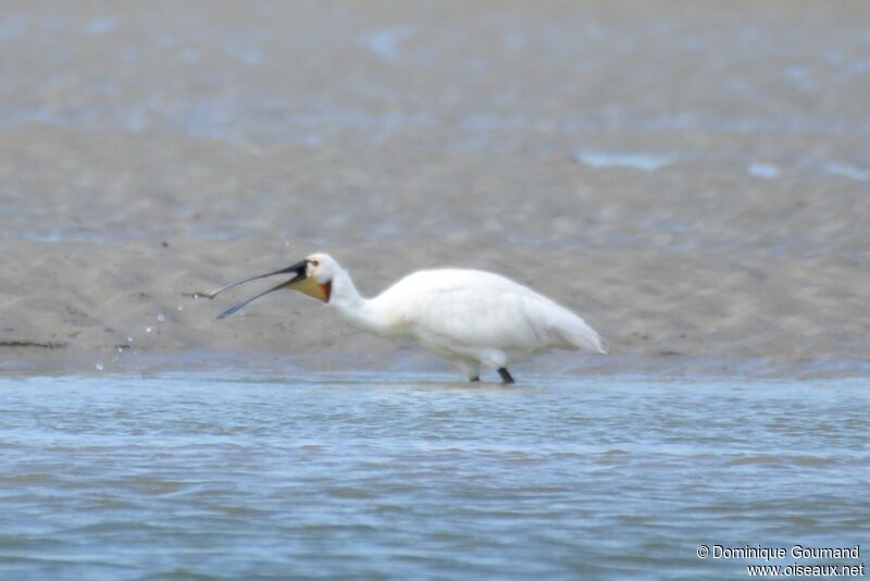 Eurasian Spoonbill