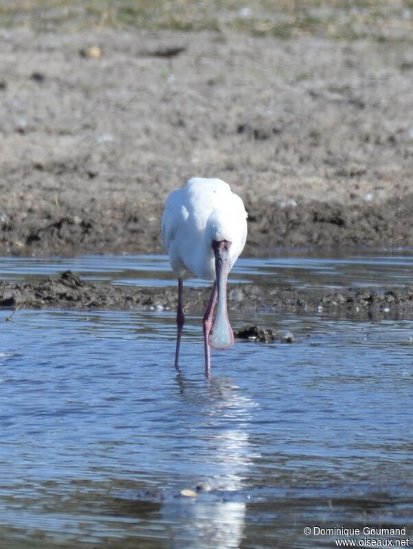 African Spoonbill male adult