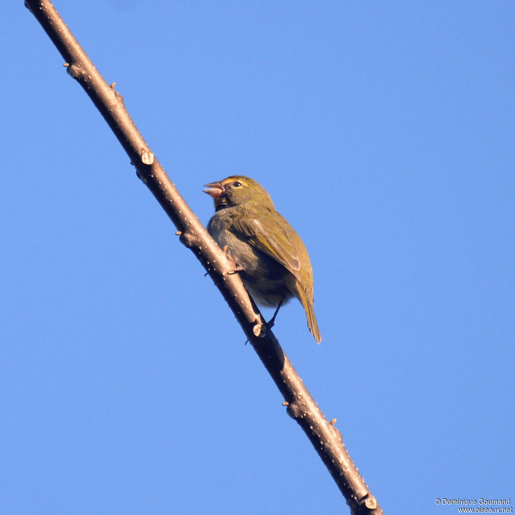 Sporophile grand-chanteur