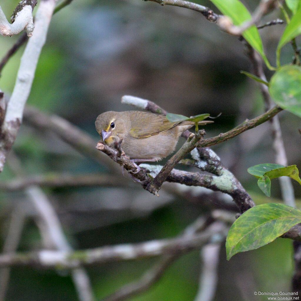 Sporophile grand-chanteur