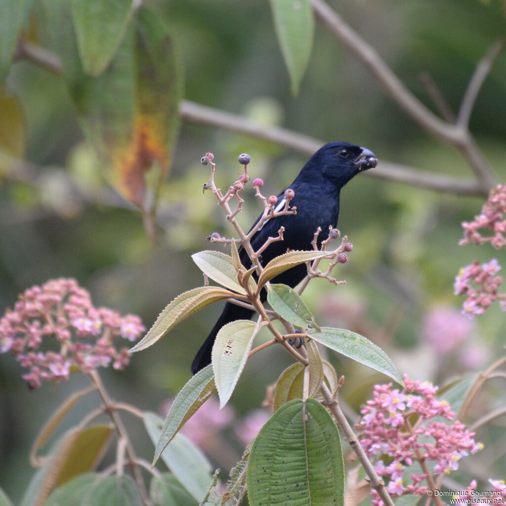 Sporophile négrito - Pèrenoir négrito<br />adulte, identification, mange
