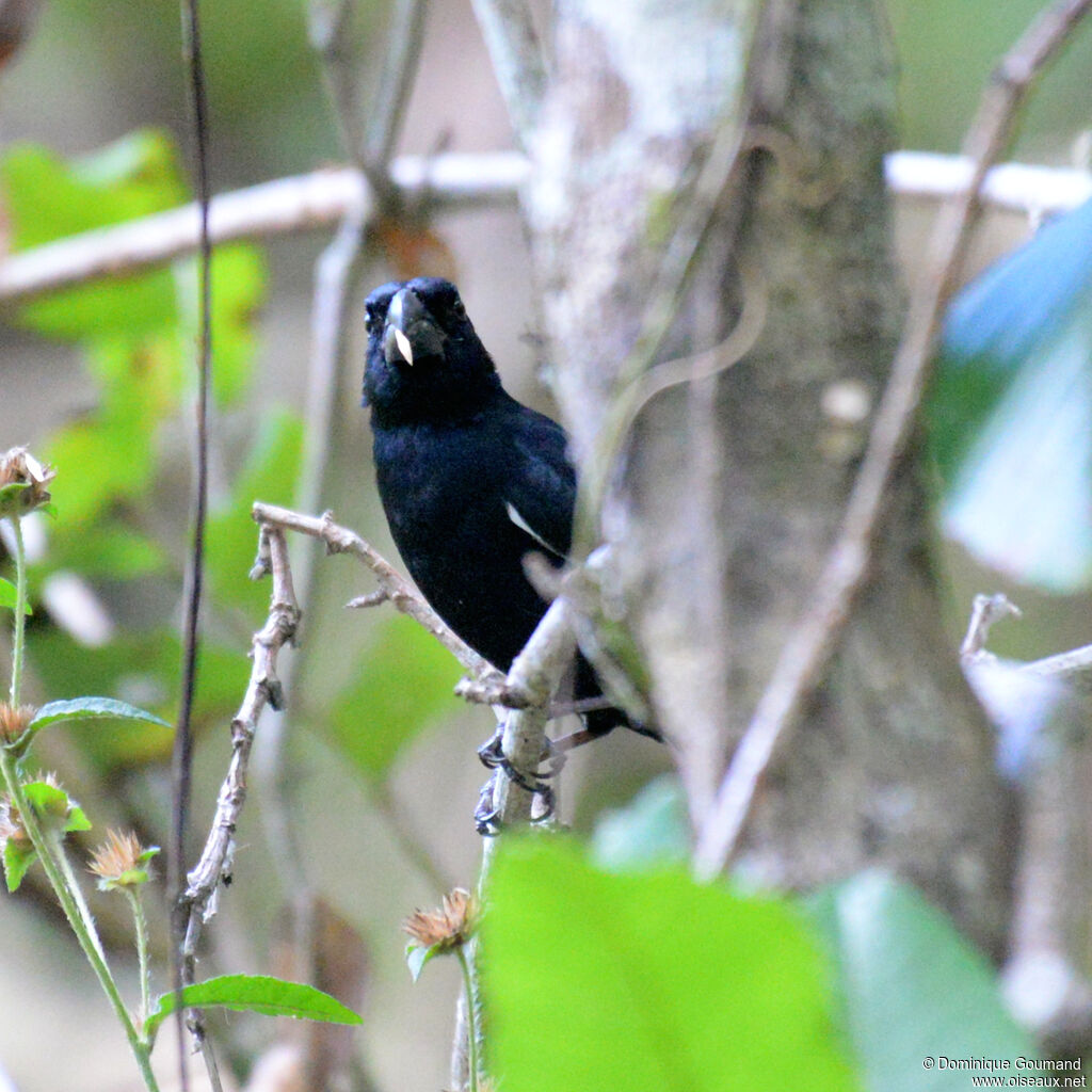 Cuban Bullfinch