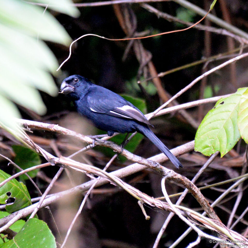 Cuban Bullfinch