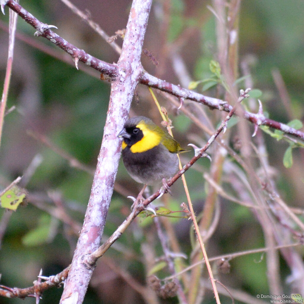 Sporophile petit-chanteur
