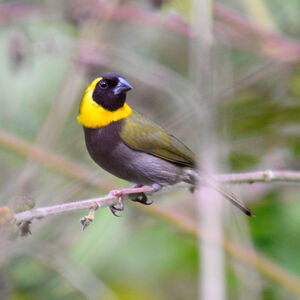 Sporophile petit-chanteur