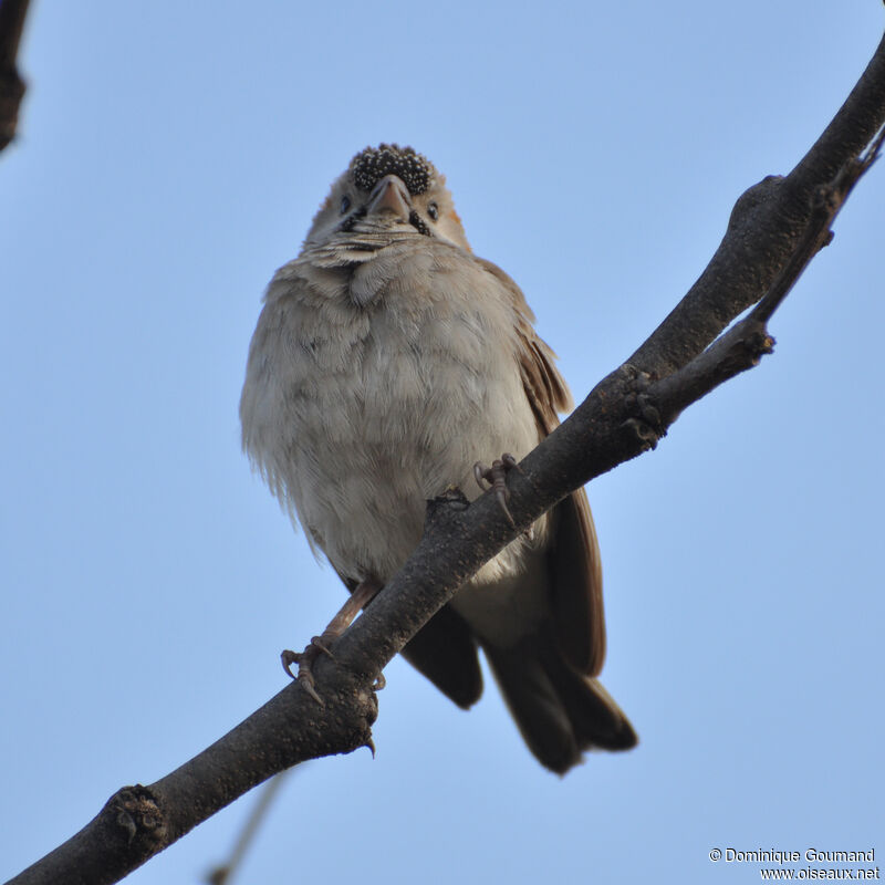 Speckle-fronted Weaveradult