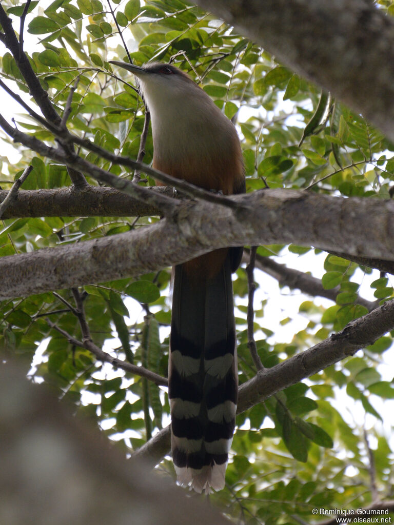 Tacco de Cubaadulte, identification