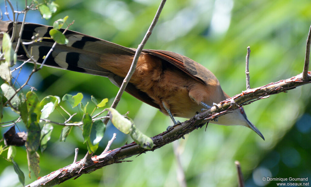 Great Lizard Cuckoo