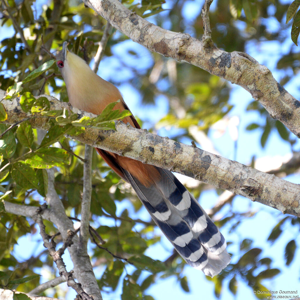 Great Lizard Cuckoo