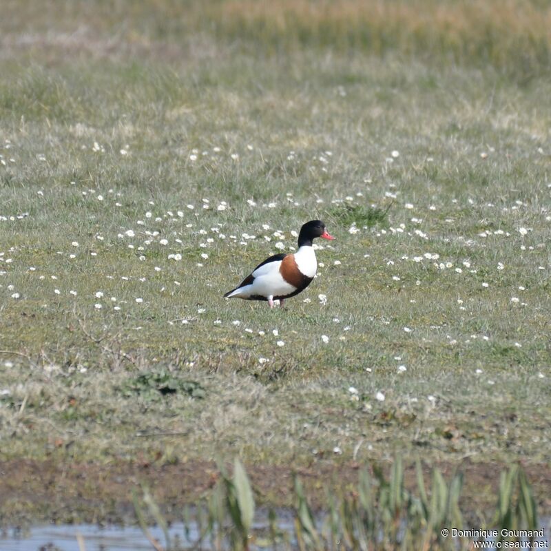 Common Shelduck female