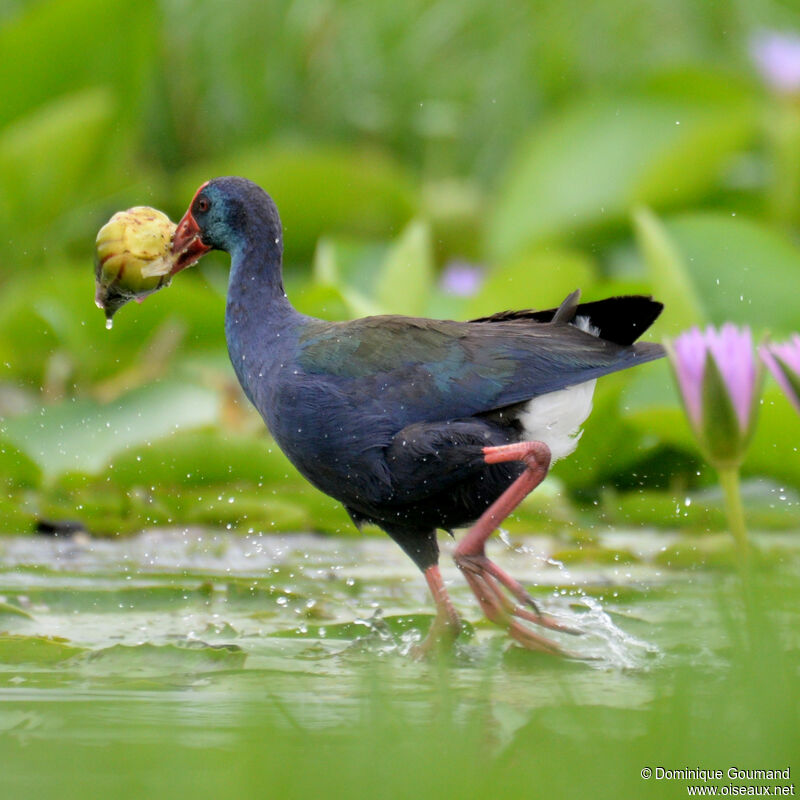 Western Swamphenadult