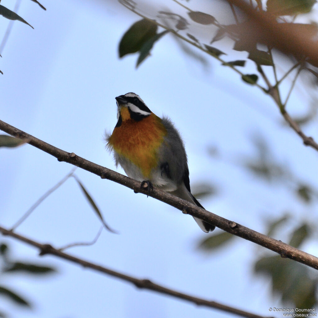 Tangara à tête rayée - Zéna à tête rayée<br /> mâle adulte, identification