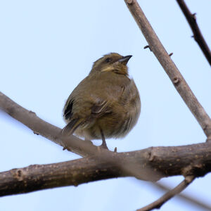 Tangara à tête rayée