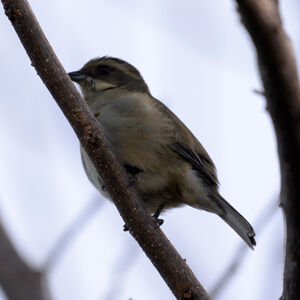 Tangara à tête rayée