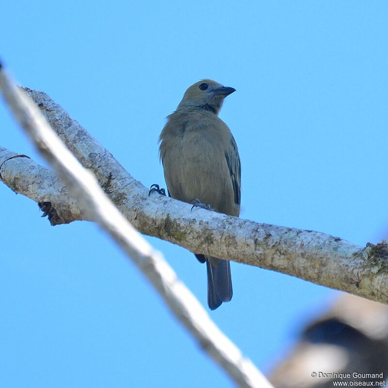 Palm Tanager female adult