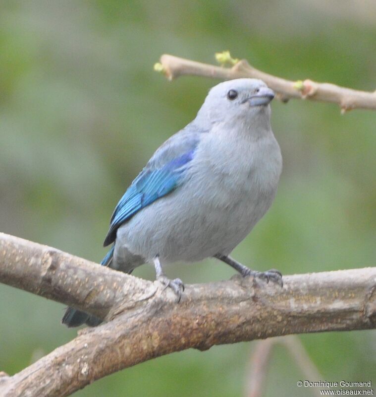 Blue-grey Tanager