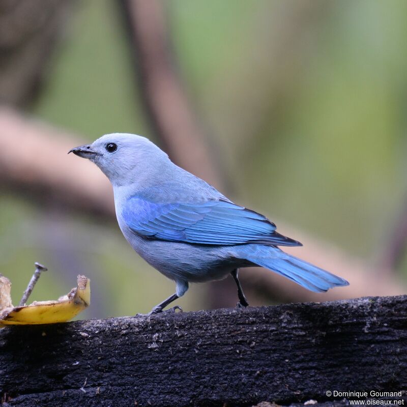 Blue-grey Tanageradult