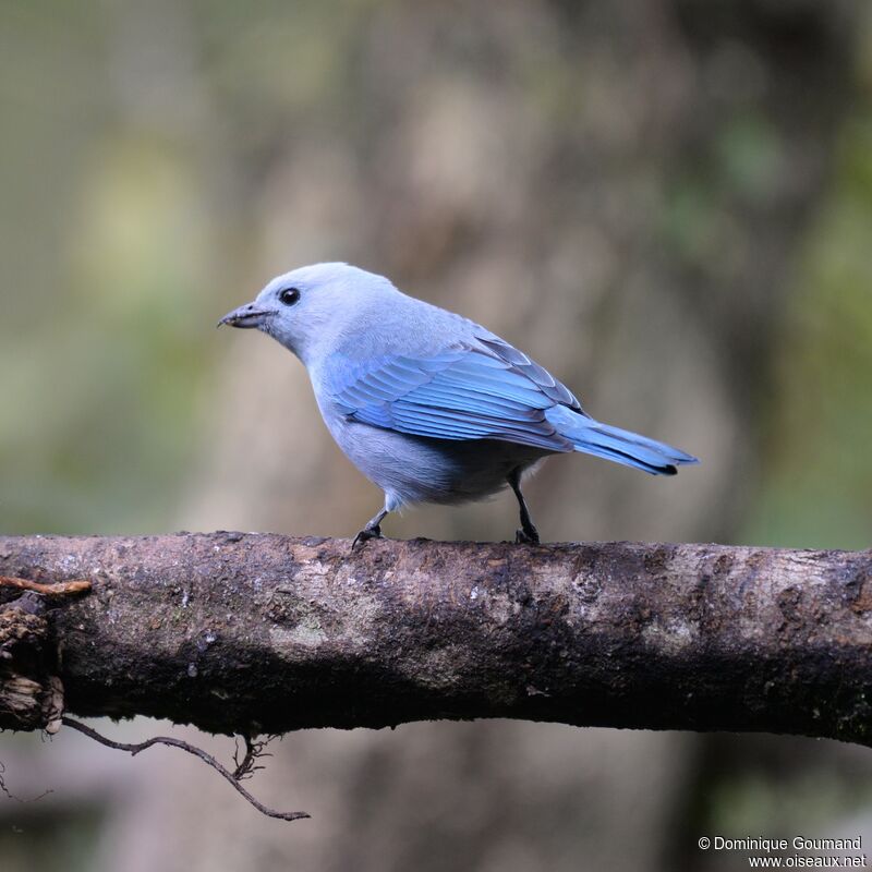 Blue-grey Tanageradult