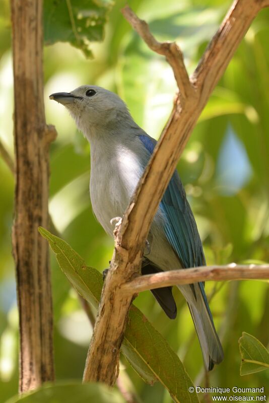 Blue-grey Tanageradult