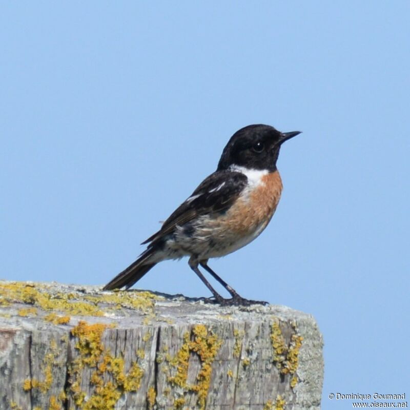 European Stonechat male adult breeding