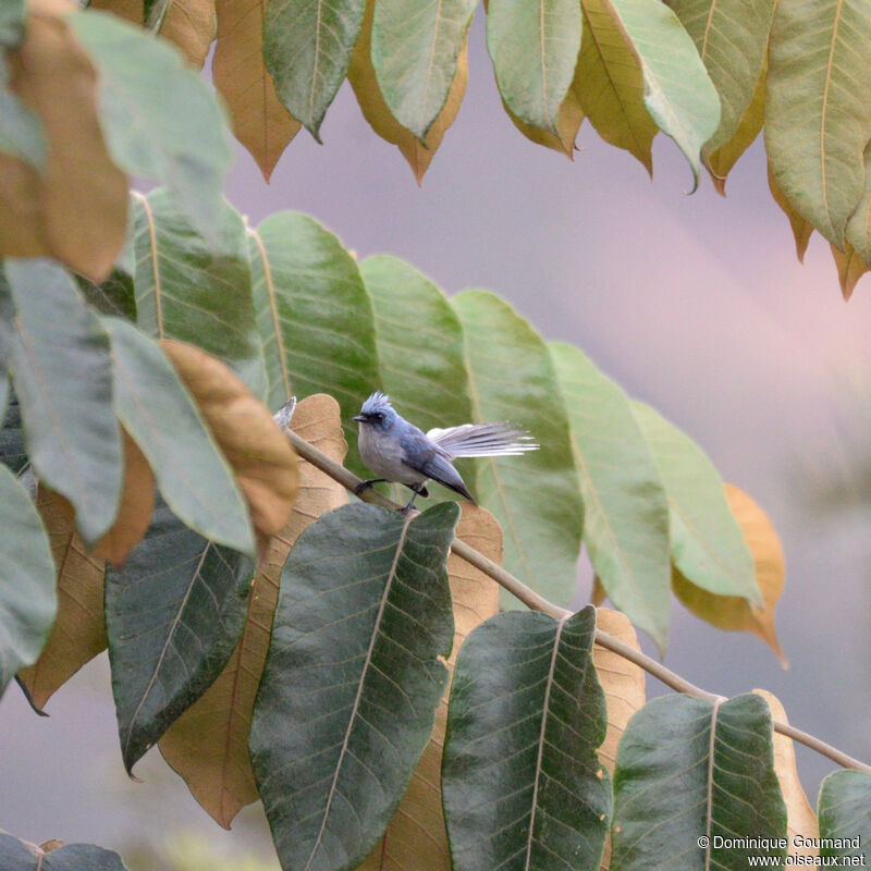 White-tailed Blue Flycatcheradult, identification