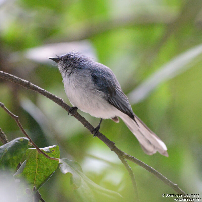 White-tailed Blue Flycatcheradult, identification