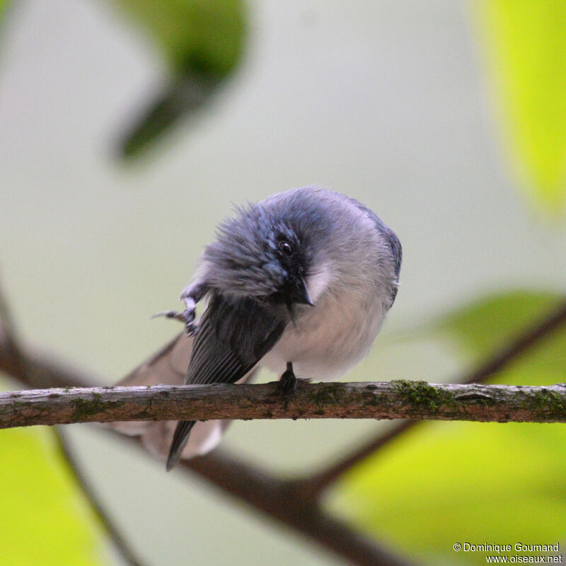 White-tailed Blue Flycatcheradult, close-up portrait