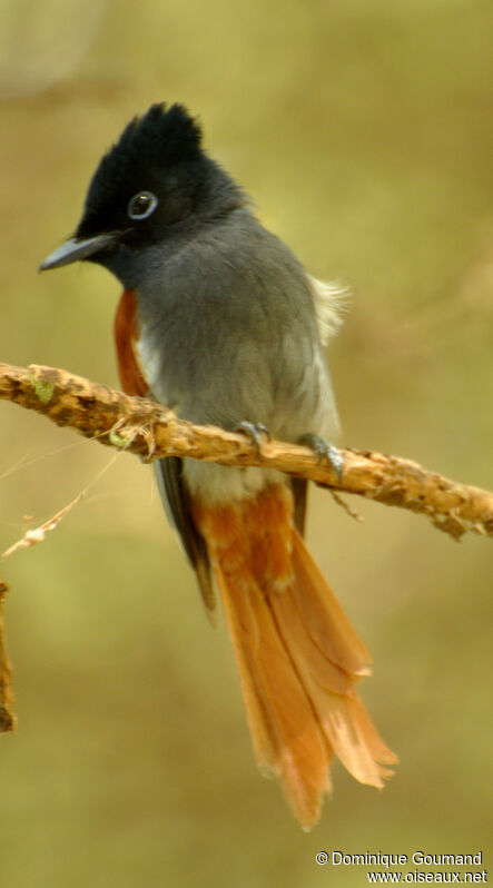 African Paradise Flycatcher female adult