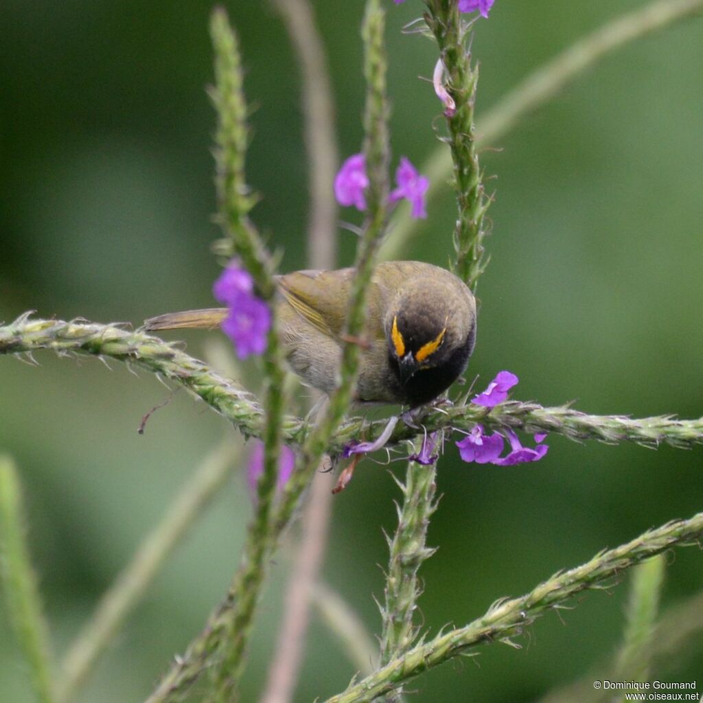 Yellow-faced Grassquit
