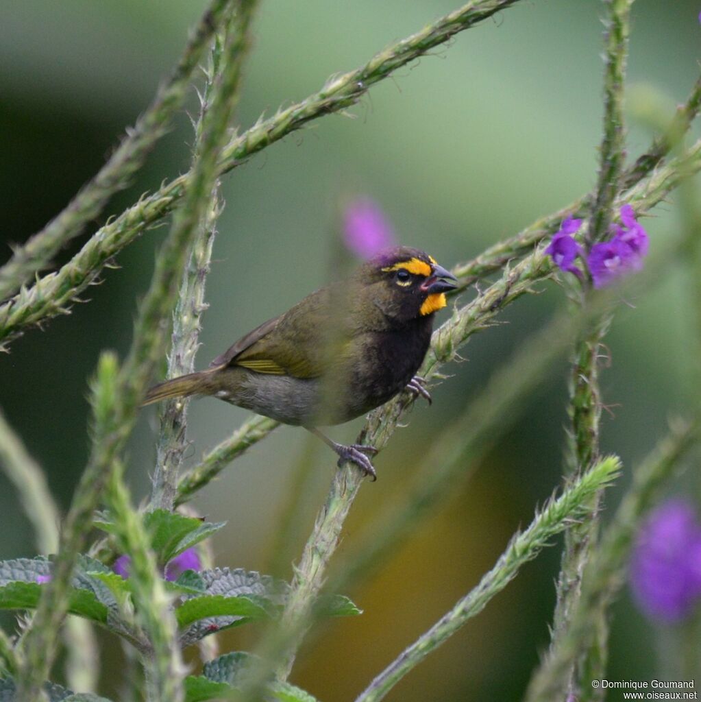 Yellow-faced Grassquit