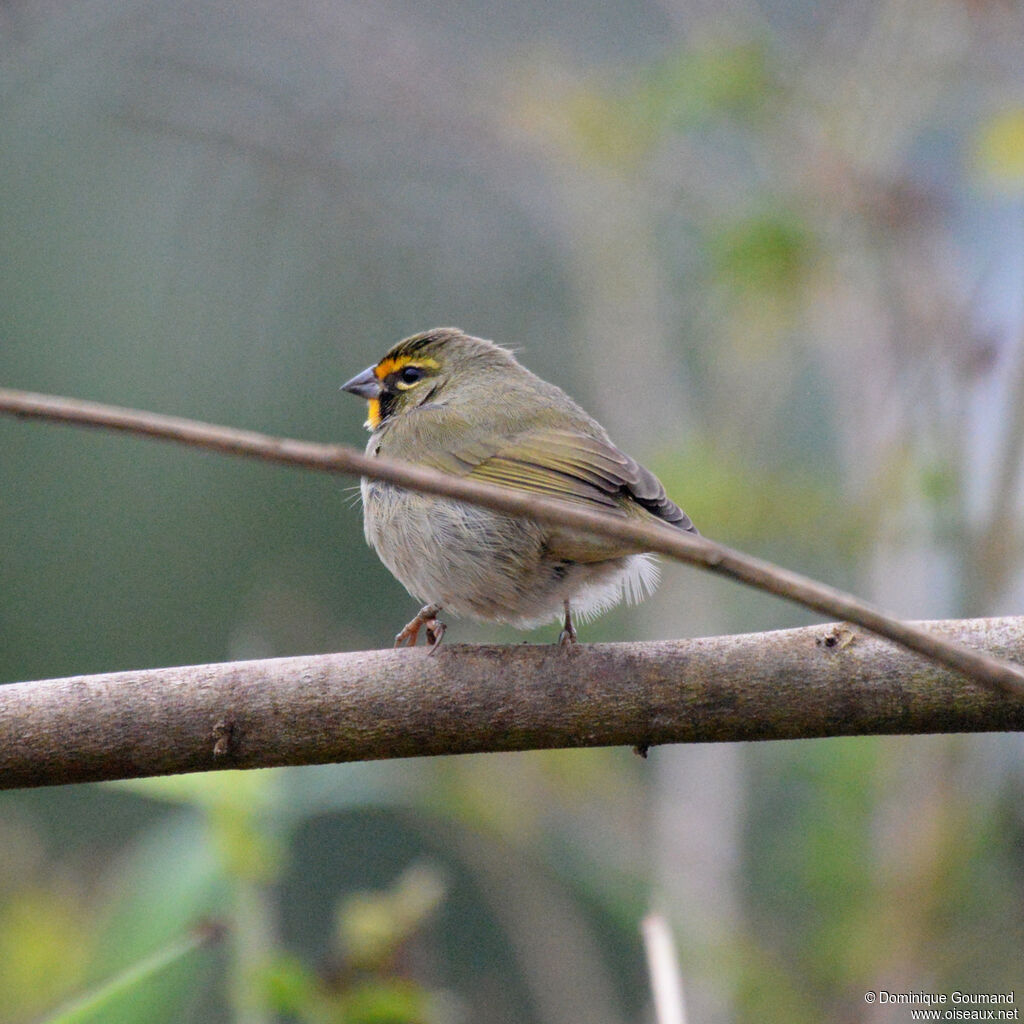 Yellow-faced Grassquit