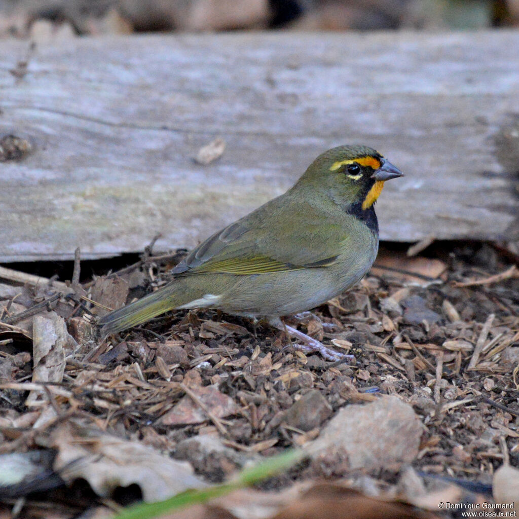 Yellow-faced Grassquit