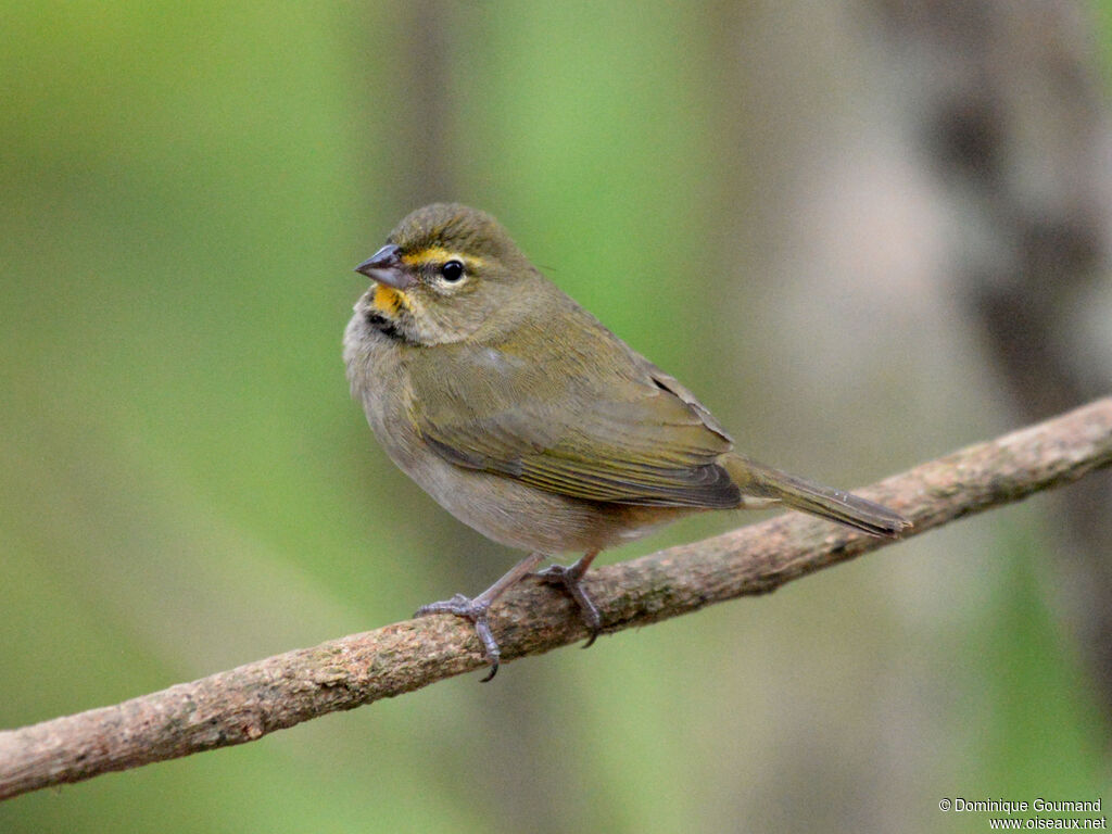 Yellow-faced Grassquit