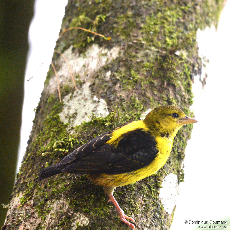 Brown-capped Weaverjuvenile, identification